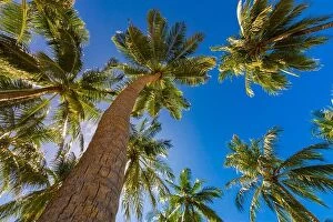 Images Dated 12th January 2017: Beautiful palm trees on the beautiful landscape background. Vintage Palm Trees Vintage clear