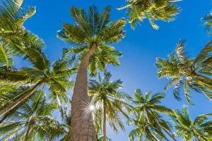 Images Dated 12th January 2017: Beautiful palm trees on the beautiful landscape background. Vintage Palm Trees Vintage clear