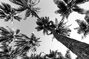 Beautiful palm trees on the beautiful landscape background. Vintage Palm Trees Vintage clear summer skies. Tropical beach palm trees relaxation zen in