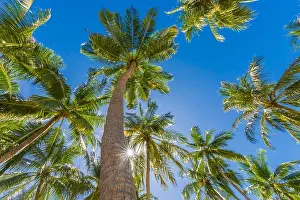 Beautiful palm trees on the beautiful landscape background. Vintage Palm Trees Vintage clear summer skies. Tropical beach palm trees relaxation zen in