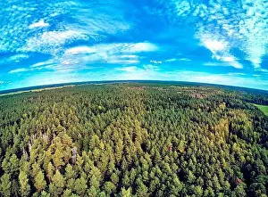 Bark Beetle Prints: Beautiful panoramic aerial drone view to Bialowieza Forest - one of the last