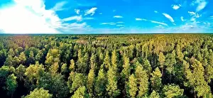 Bark Beetle Prints: Beautiful panoramic aerial drone view to Bialowieza Forest - one of the last
