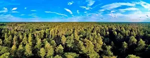 Bark Beetle Prints: Beautiful panoramic aerial drone view to Bialowieza Forest - one of the last