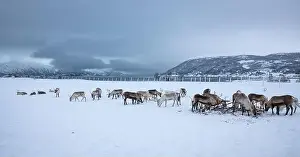 Reindeer Prints: Beautiful panoramic image of a herd of reindeer on a saami farm near Tromsø in northern Norway