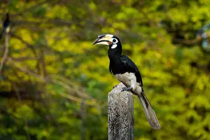 Parrot Prints: Beautiful parrot hornbill feeding on Pangkor island in Malaysia