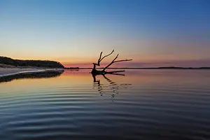 Deadwood Prints: Beautiful piece of driftwood reflecting in the water at sunrise