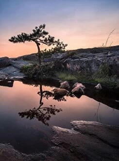 Images Dated 1st September 2017: Beautiful pine tree reflection with sunset at summer evening in Coastline, Finland