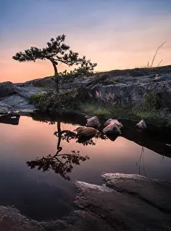 Beautiful pine tree reflection with sunset at summer evening in Coastline, Finland