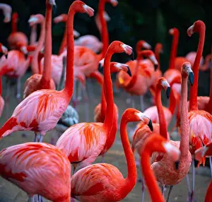Large Bird Prints: Beautiful pink flamingo. Flock of Pink flamingos in a pond