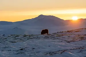 Musk Prints: Beautiful portrait of a baby musk ox with the first rays of sunset sun in a majestic and idyllic landscape in Norway