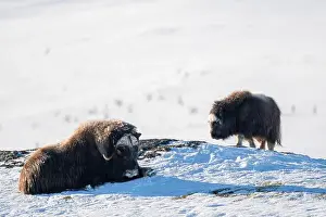 Musk Prints: Beautiful portrait of a baby musk ox with the first rays of sunset sun in a majestic and idyllic landscape in Norway
