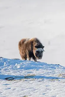 Musk Prints: Beautiful portrait of a baby musk ox with the first rays of sunset sun in a majestic and idyllic landscape in Norway