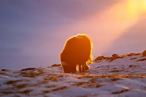 Musk Prints: Beautiful portrait of a baby musk ox in the snow looking for something to eat among stones