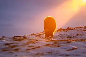 Musk Prints: Beautiful portrait of a baby musk ox in the snow looking for something to eat among stones