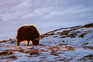 Musk Prints: Beautiful portrait of a baby musk ox in the snow looking for something to eat among stones