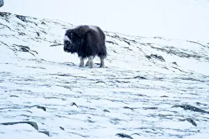 Musk Prints: Beautiful portrait of a baby musk ox walks through the snow looking for something to eat among stones