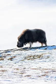 Musk Prints: Beautiful portrait of a baby musk ox walks through the snow looking for something to eat among stones