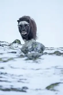 Musk Prints: Beautiful portrait of a baby musk ox walks through the snow looking for something to eat among stones