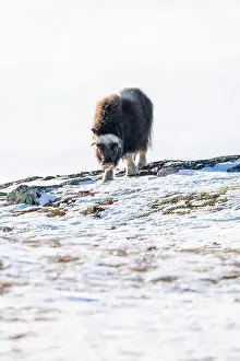Musk Prints: Beautiful portrait of a baby musk ox walks through the snow looking for something to eat among stones