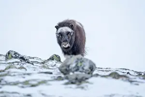 Musk Prints: Beautiful portrait of a baby musk ox walks through the snow looking for something to eat among stones