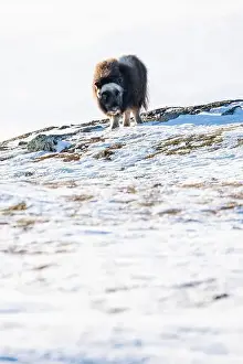 Musk Prints: Beautiful portrait of a baby musk ox walks through the snow looking for something to eat among stones