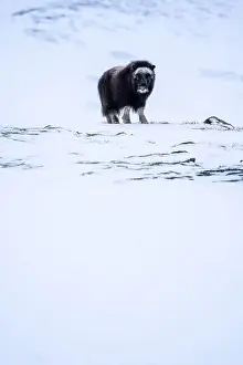 Musk Prints: Beautiful portrait of a baby musk ox walks through the snow looking for something to eat among stones
