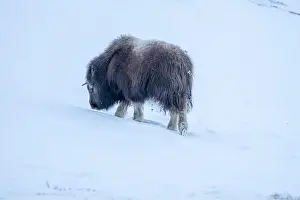 Musk Prints: Beautiful portrait of a baby musk ox walks through the snow looking for something to eat among stones
