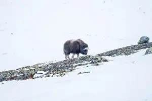 Musk Prints: Beautiful portrait of a baby musk ox walks through the snow looking for something to eat among stones
