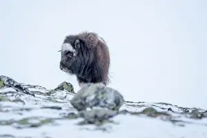 Musk Prints: Beautiful portrait of a baby musk ox walks through the snow looking for something to eat among stones