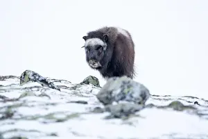 Musk Prints: Beautiful portrait of a baby musk ox walks through the snow looking for something to eat among stones