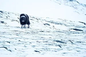 Musk Prints: Beautiful portrait of a baby musk ox walks through the snow looking for something to eat among stones