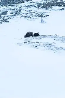 Musk Prints: Beautiful portrait of a baby muskox and its mother in a blizzard in a snowy landscape between mountains in Norway
