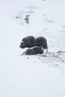 Musk Prints: Beautiful portrait of a baby muskox and its mother in a blizzard in a snowy landscape between mountains in Norway