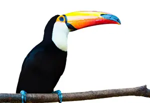 Toucan Prints: A beautiful portrait of a toucan against a white background