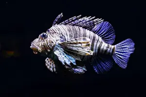 Scorpio Prints: Beautiful Pterois, lionfish