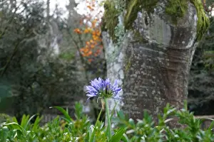 Coimbra Prints: A beautiful purple agapanthus flower with green leaves in a park in Coimbra, Portugal