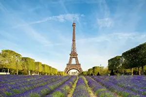 Beautiful purple lavender filed with Eiffel tower in background in Paris, France. Eiffel tower in morning in Paris, France