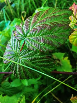 Greenhouses Prints: Beautiful raspberry bush in the spring that blooms with white flowers
