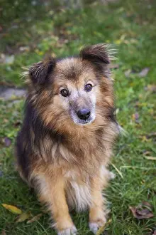 Young Animal Prints: A very beautiful red dog stands and poses. A happy dog walks outdoors