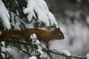 Nature Conservation Prints: This beautiful red squirrel from Quebec (Tamiasciurus hudsonicus)
