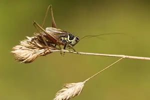 Animal Wildlife Prints: A beautiful Roesel's bush Cricket (Metrioptera roeselii) perched on a grass seed head