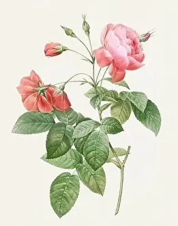 Botanical Flower Prints: Beautiful Rose Flower illustration. Boursault Rose