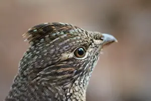 Nature Conservation Prints: This beautiful ruffed grouse (Bonasa umbellus)