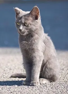 Kitty Prints: beautiful russian grey cat outdoors