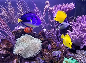 Toadstool Prints: A beautiful saltwater fish tank with blue and yellow tang and variety of coral reef