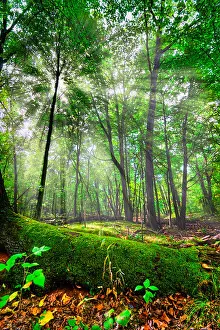 Rays Prints: Beautiful scene in a forest with sun behind the trees HDR image