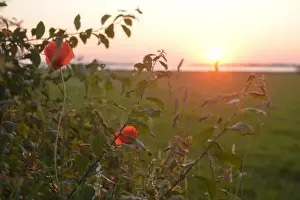 Sea Shore Prints: Beautiful scene, poppies, and landscape at the Salzhaff, baltic sea