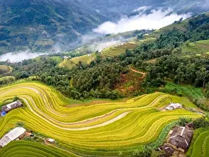 Mist Mountain Prints: See the beautiful scenery of the rice terraces during the ripe rice season in Phung village