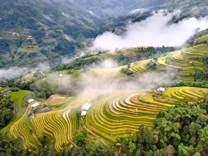 Mist Mountain Prints: See the beautiful scenery of the rice terraces during the ripe rice season in Phung village
