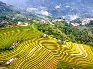 Mist Mountain Prints: See the beautiful scenery of the rice terraces during the ripe rice season in Phung village